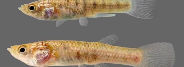 Descubren un pez capaz de sobrevivir en aguas con alto contenido de azufre y temperaturas de hasta 45 grados