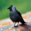 Aves de cierta especie aprenden unas de otras a identificar humanos 'peligrosos'