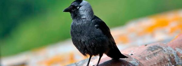 Aves de cierta especie aprenden unas de otras a identificar humanos 'peligrosos'