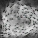 Los peces procesan su inteligencia no sólo en el cerebro, sino en su función colectiva que regula la conducta del grupo