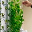 Japón está revolucionando la agricultura sin tierra ni trabajadores