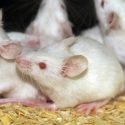 Viaje espacial no altera la fertilidad de los ratones, según estudio