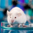 Prueban en ratones que modificación genética de algunas neuronas puede prolongar la vida sana 30 por ciento