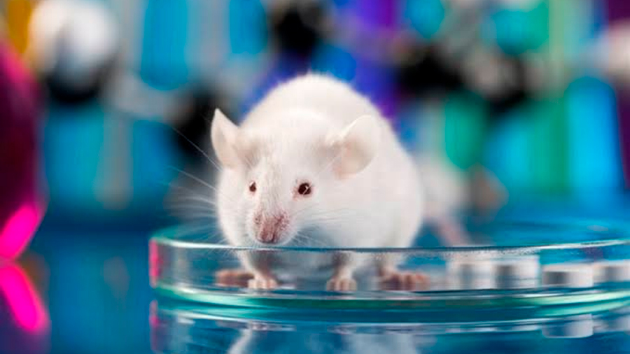 Prueban en ratones que modificación genética de algunas neuronas puede prolongar la vida sana 30 por ciento