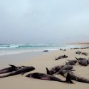 Más de cien delfines varan en la playa de una isla en Cabo Verde y muere buena parte de ellos
