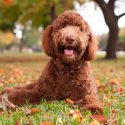 El creador de los perros Labradoodles dice que desató el "monstruo de Frankenstein"