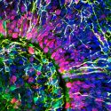 Crean minicerebros y detectan las ondas cerebrales