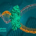 El ADN se mantiene unido por fuerzas hidrofóbicas