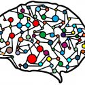 La duración de la vida depende de la actividad neuronal
