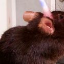 Ratones que beben refrescos cada día tienen tumores más grandes que los que beben agua