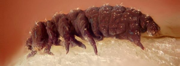 El ADN de los tardígrados es 'inmune' a la radiación y ahora sabemos por qué