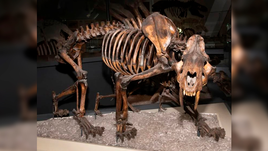 Descubren restos del temible tigre dientes de sable en Canadá