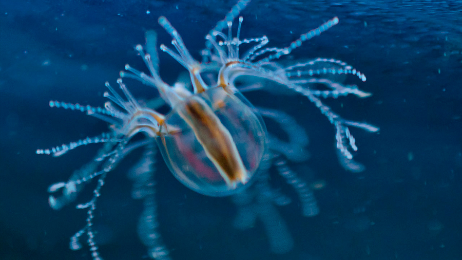 ¿Por qué las medusas pueden regenerar partes de su cuerpo? Científicos desentrañan el misterio
