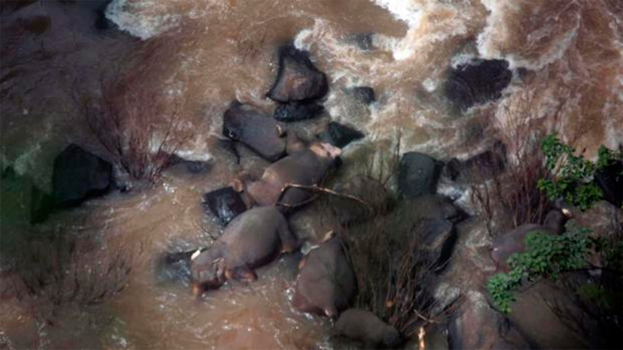 Seis elefantes pierden la vida tratando de salvarse unos a otros en una cascada