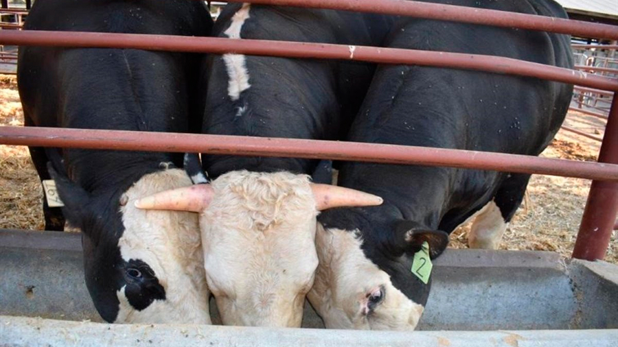 Terneros sanos sin cuernos nacen de un toro editado genéticamente