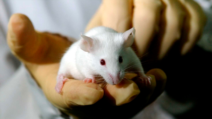 Un anticoagulante oral consigue retrasar el Alzheimer en ratones