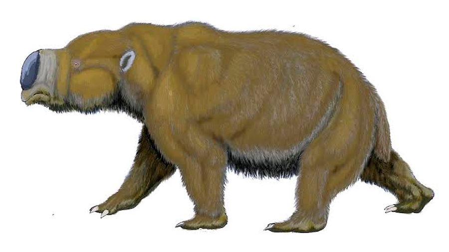 Gigantescos y musculosos: estudio revela el verdadero tamaño de antiguos marsupiales