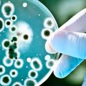 Las bacterias contradicen a Darwin: no sobrevive el más apto