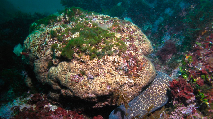 Científicos descubren en el mar Mediterráneo corales que se creían muertos