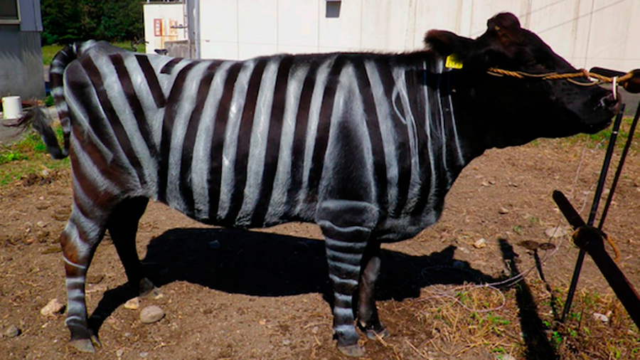 Pintar a una vaca con el color de las cebras ayudó a protegerlas de los insectos
