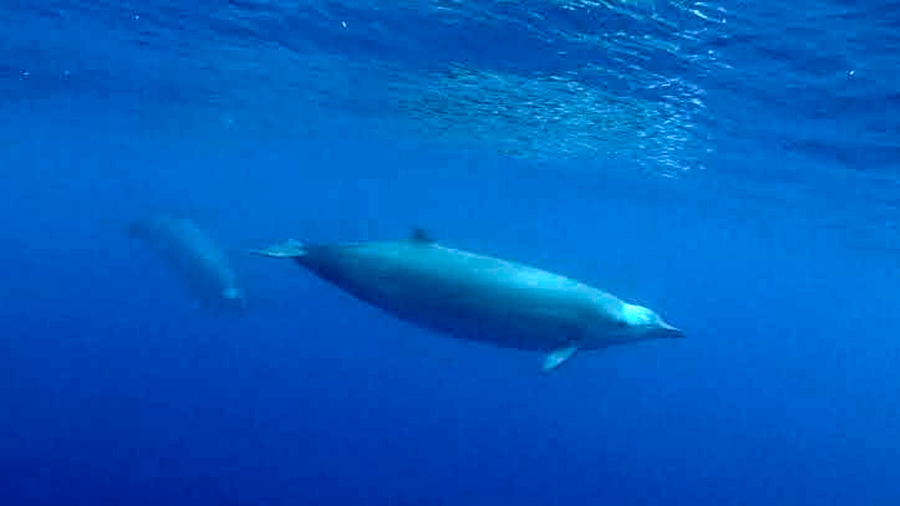 Primer avistamiento de una rara especie de ballena: el zifio de True