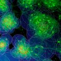 Descubren cómo se forman en el cerebro las redes neuronales