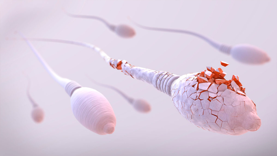 La fragmentación del ADN de los espermatozoides puede causar anomalías en los hijos