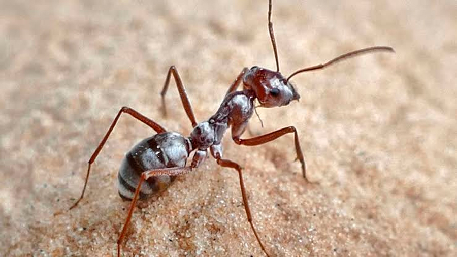 La hormiga más veloz del mundo se acerca al metro por segundo