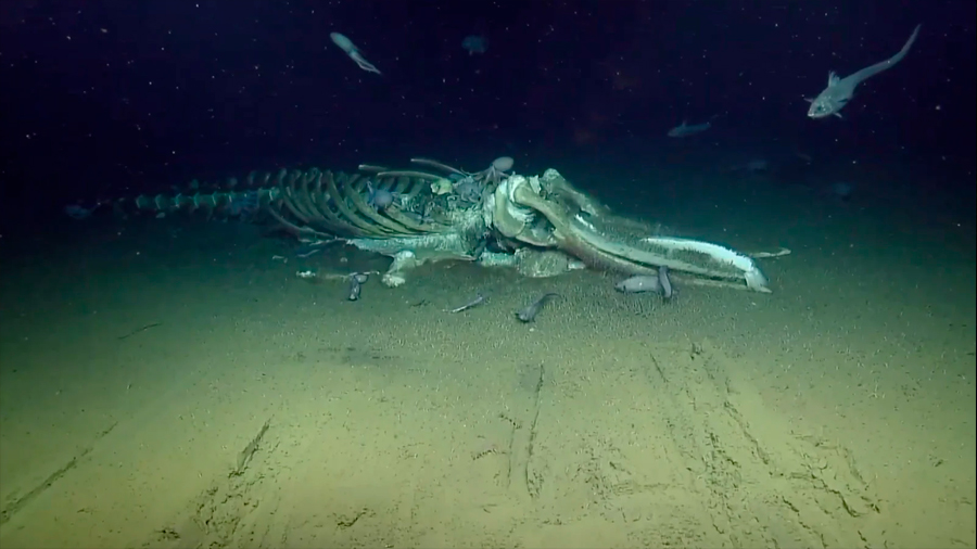 Ahora puedes ver en directo cómo las criaturas del fondo del mar devoran el cadáver de una ballena