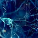Un modelo teórico permite predecir el avance de la demencia de forma personalizada