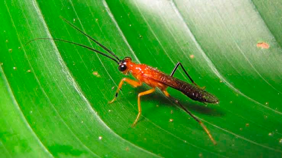 Descubierta una nueva especie de mantis religiosa imitadora de avispas