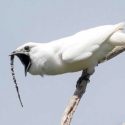 El heavy metal de la naturaleza: así es el sonido de ave más fuerte jamás grabado