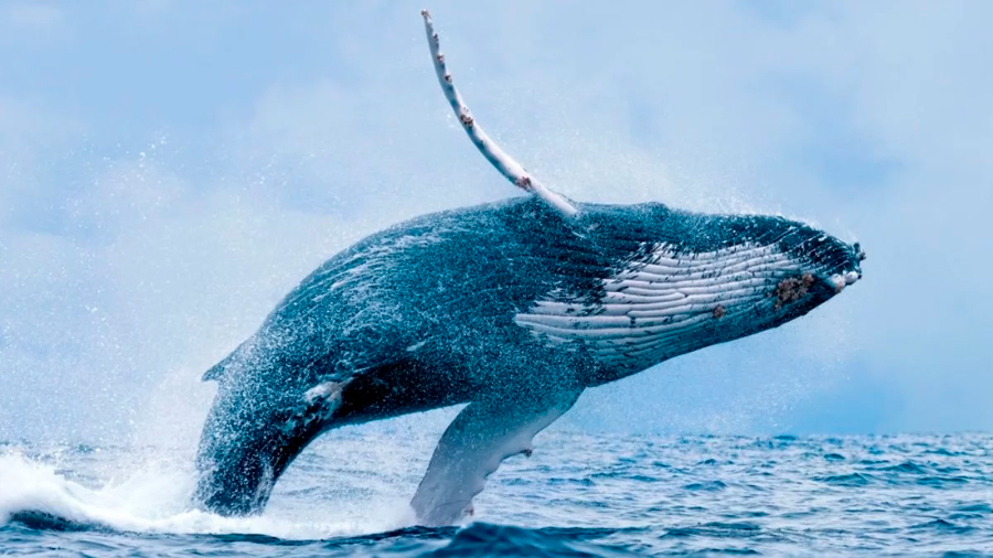 La ballena jorobada resurge de la casi extinción en el Atlántico sur