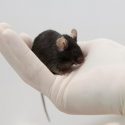 Se descubre un vínculo entre unas células cerebrales y el TOC y la ansiedad (al menos en ratones)