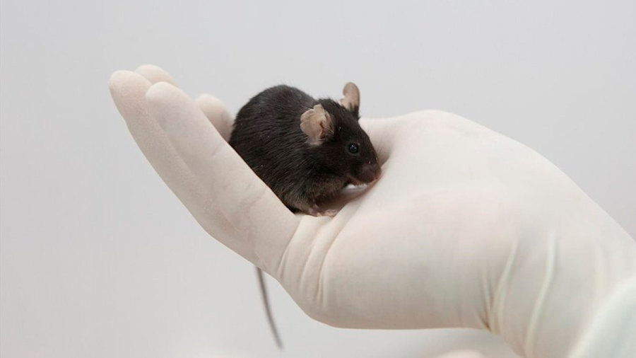 Se descubre un vínculo entre unas células cerebrales y el TOC y la ansiedad (al menos en ratones)