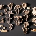 Descubren fósiles que muestran cómo se recuperó la vida tras la gran extinción