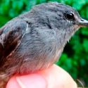 Descubren nueva especie de ave: el pájaro carpintero de anteojos