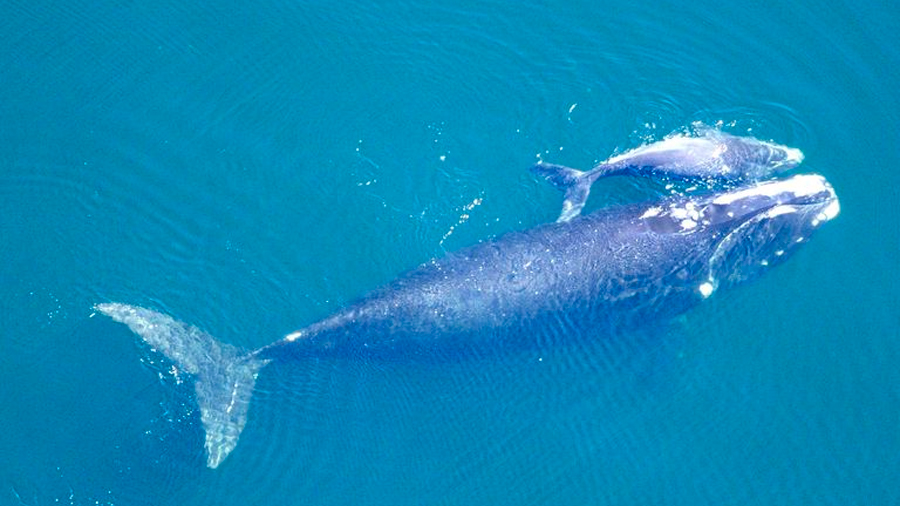Ballenas glaciales bajan volumen de sus cantos para proteger a sus crías de los depredadores