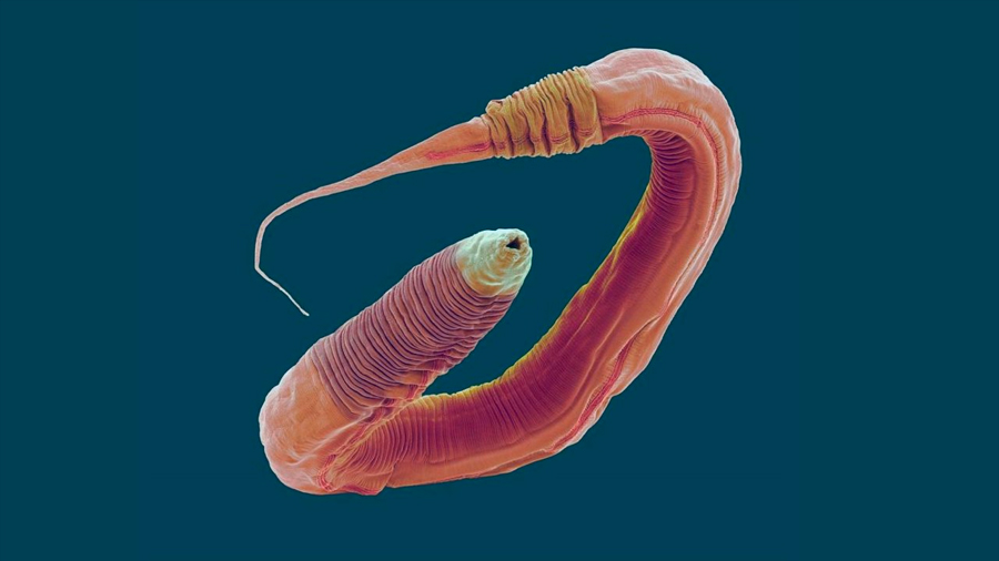 Caenorhabditis elegans archivos - INVDES