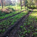 Una antigua técnica azteca puede mejorar la agricultura urbana moderna