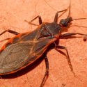 Investigadores mexicanos patentan un compuesto químico que combate el mal de Chagas