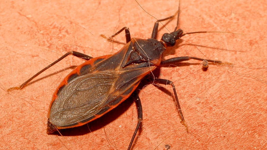 Investigadores mexicanos patentan un compuesto químico que combate el mal de Chagas