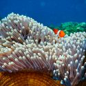 Proponen restaurar corales con sonidos atractivos para los peces