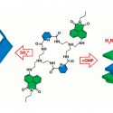 Crean una molécula que permite curar enfermedades cardiacas