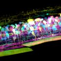 Así se mueve una célula inmune por el oído interno de un pez cebra: la imagen microscópica que llevamos 350 años buscando