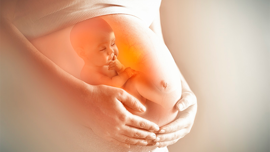 El feto tiene sus propias bacterias intestinales (y se transmiten a la madre)