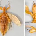 Phyllium regina, la nueva especie de insecto hoja descrita tras un siglo de ser colectada