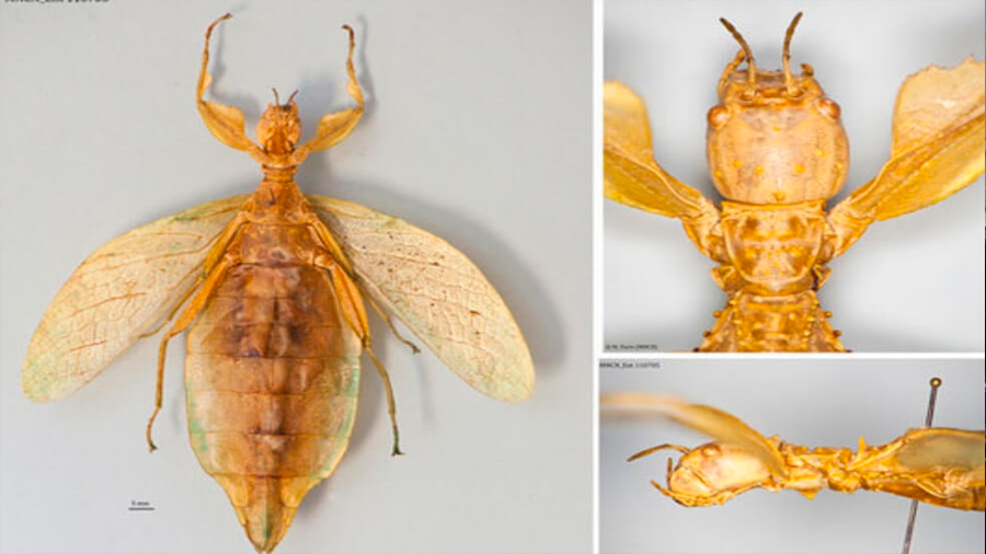 Phyllium regina, la nueva especie de insecto hoja descrita tras un siglo de ser colectada