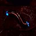 Descubren al primer insecto del trópico con un tipo único de bioluminiscencia azul