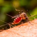 El parásito de la malaria manipula la actividad de sus genes para sobrevivir los cambios
